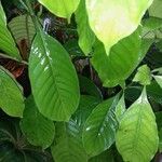 Psychotria viridis Blatt