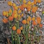 Ornithogalum dubium Costuma