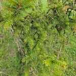 Picea abiesLeaf