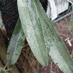 Epidendrum ciliare Yaprak