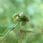 Medicago polymorpha Плод