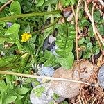 Taraxacum braun-blanquetii Leaf