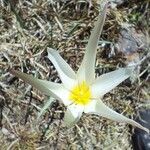 Tulipa sylvestris 花