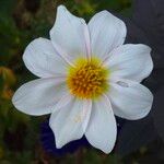 Dahlia merckii Flower