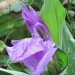 Roscoea purpurea Кветка