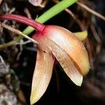 Maxillaria sanguinea Plod