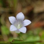 Wahlenbergia hederacea Flor