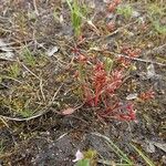 Juncus pygmaeus Blad