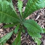 Lactuca virosa Blatt