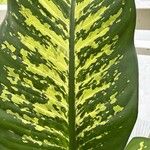 Dieffenbachia seguine Deilen