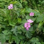 Geranium × oxonianum 整株植物