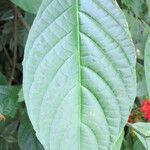 Pachystachys coccinea Feuille