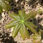 Podophyllum peltatum Fulla