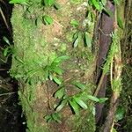 Platystele perpusilla Hábito