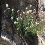 Cardamine plumieri Flower