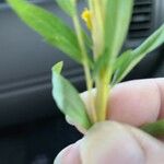 Solidago speciosa Blad