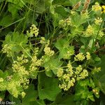 Alchemilla glabra Kwiat