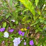 Brunfelsia unifloraFlor