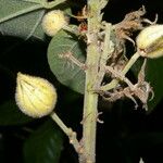 Malvaviscus concinnus Fruit