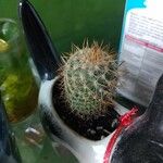 Mammillaria columbiana Ліст