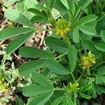 Crotalaria pycnostachya Hoja