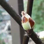 Pyrus calleryana Flower