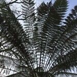 Dicksonia antarctica Leaf