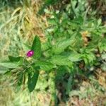 Epilobium hirsutumLorea