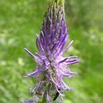 Phyteuma spicatum Flower