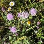 Cirsium arvenseപുഷ്പം