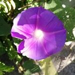 Ipomoea purpureaLorea