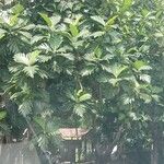 Artocarpus altilis ഇല