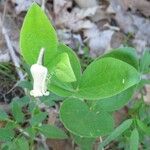 Clematis ochroleuca Levél