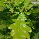 Quercus robur Frunză