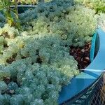 Cotula hispida Hoja