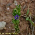 Legousia hybrida Sonstige