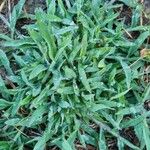 Digitaria sanguinalis Leaf