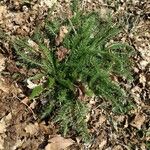 Achillea setacea Листок