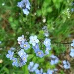 Myosotis alpestrisFlower