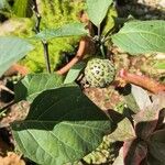 Datura innoxiaFlors