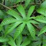 Merremia tuberosa Blad