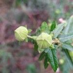 Pavonia hastata Cvijet