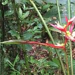 Heliconia monteverdensis Bark