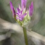 Allium acuminatum Λουλούδι