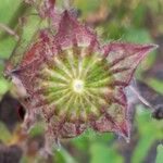 Anoda cristata Fruit
