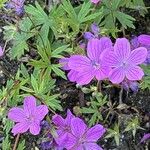 Geranium wlassovianum Çiçek