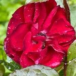 Rosa × odorata (Andrews) Sweet, Tea rose (World flora) - Pl@ntNet identify