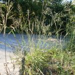 Eragrostis curvula Habit