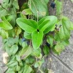 Cocculus orbiculatus Leaf