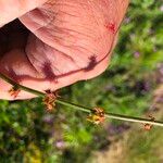 Rumex brownii ফুল